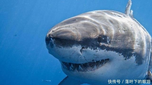 珠峰|印海滩有一块奇特的大白鲨巨石,露出尖牙利齿,成为网红打卡胜地