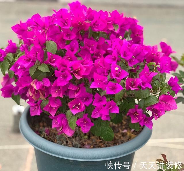 三角梅不耐冻,三个“小动作”,韧性足猛抽穗,绽放层叠群花