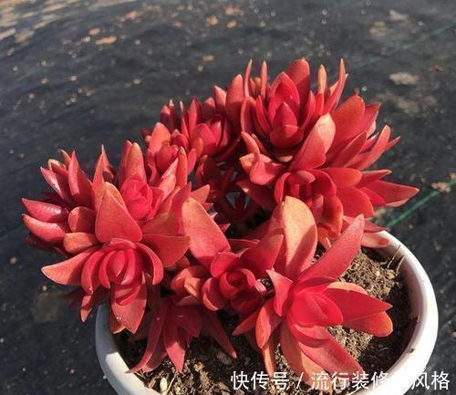 5种漂亮多肉,12月养一盆正当时,好养易爆盆,冻一冻状态美!