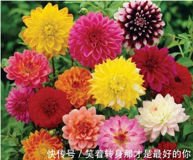 4种高颜值“网红花”，开花漂亮又好养，寓意吉祥，家里养真适合