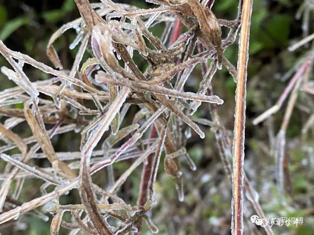 记忆 ｜寒潮再次来袭，还记得前几天的雪吗？