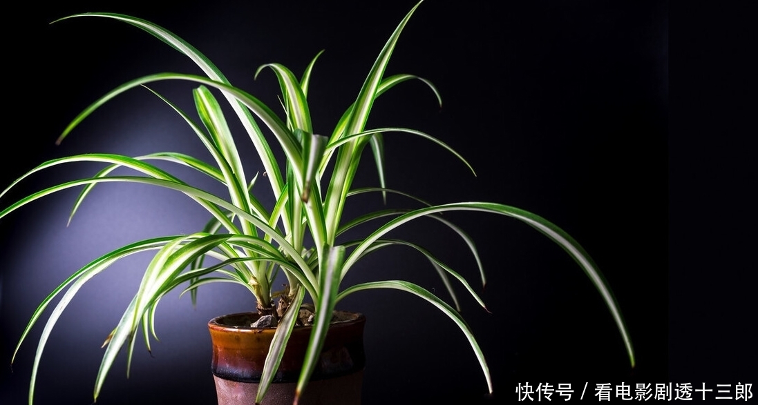 最适合送人的七种花，亲戚朋友见了都喜欢，花多又漂亮，还便宜