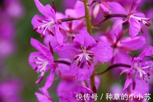 香精|氨基酸洗面奶洗出妈生好皮?当心烂脸!几款详细测评,教你不踩雷