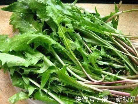 泡水|现在才知道,蒲公英不能随便泡水喝,三个问题要注意,别犯错!