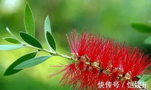 家养“串钱柳”,花开一串串,花色“红如火”,盆盆吊满花