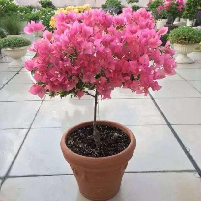 茉莉花、三角梅不开花,施肥光照浇水“齐上场”,花苞全都窜出来