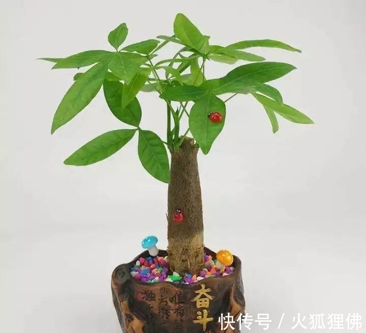 秋冬|秋冬发财树怎么养?知道这4点就够了,保证枝繁叶茂