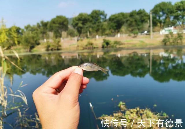 鲢鳙|钓鱼中“七大未解之谜”，钓鱼人经常遇到但又没法解释