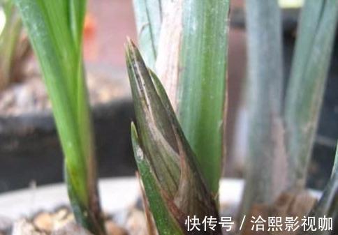 花莛|要把带花苞的兰花种活，要去“剪一刀”，不然就“悬”咯！