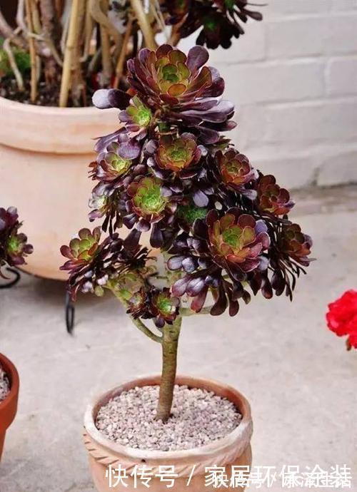 喜欢多肉就选这3款,好看又好养,最易长成高价老桩,适合新手!