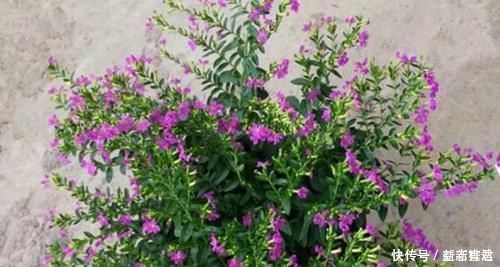 适应能力|不能错过世上开花时间最长的四种花卉，一年四季天天能赏花