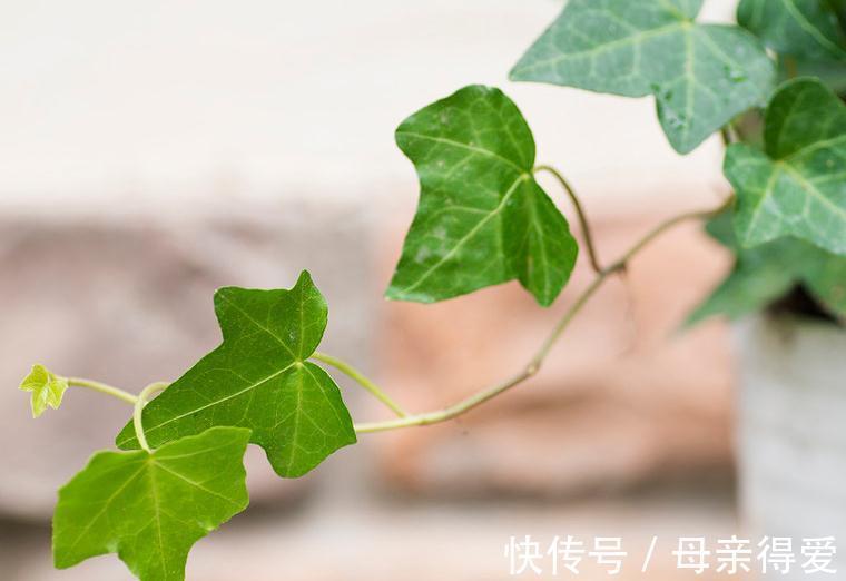 卧室放上这些花,不仅观赏效果好,还不用担心失眠