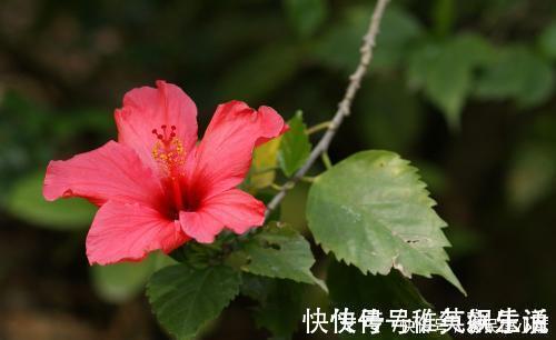 盆景|过年这些植物不要摆放在客厅，要记住了哦