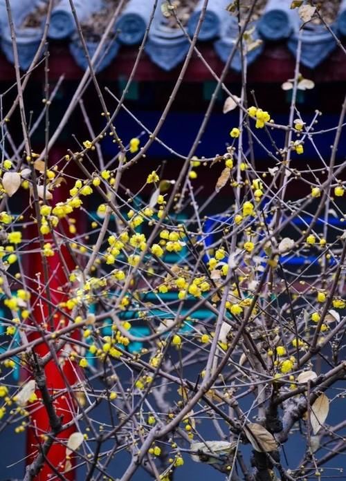 珠珠|花期正好!趵突泉畔的玉兰蜡梅绽放啦!喜气洋洋迎新春!