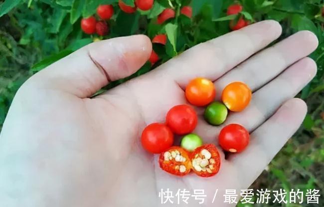 果子有毒,却很多人爱种,一到年底就热销,家中若有,值得注意