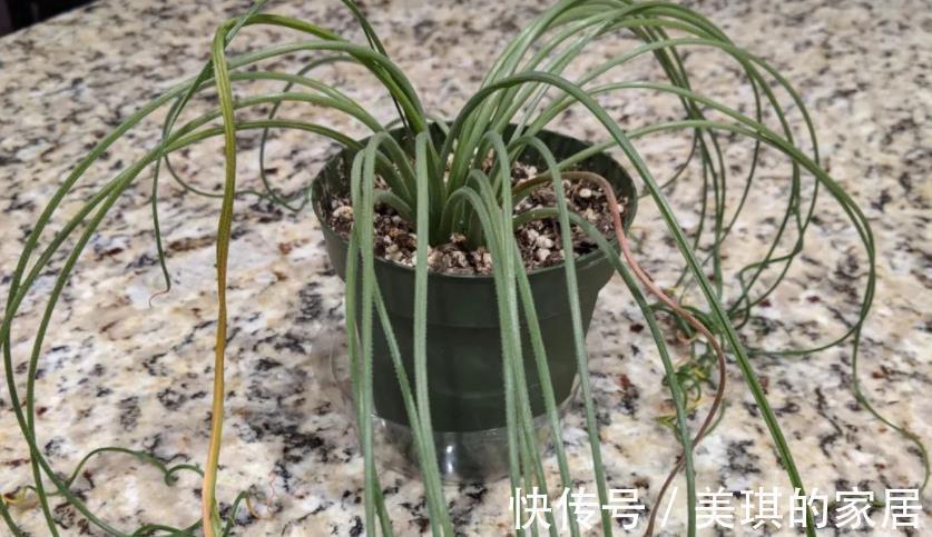 养分|这款草正常叶子如弹簧，变直了反而是一种“病”，该趁早治