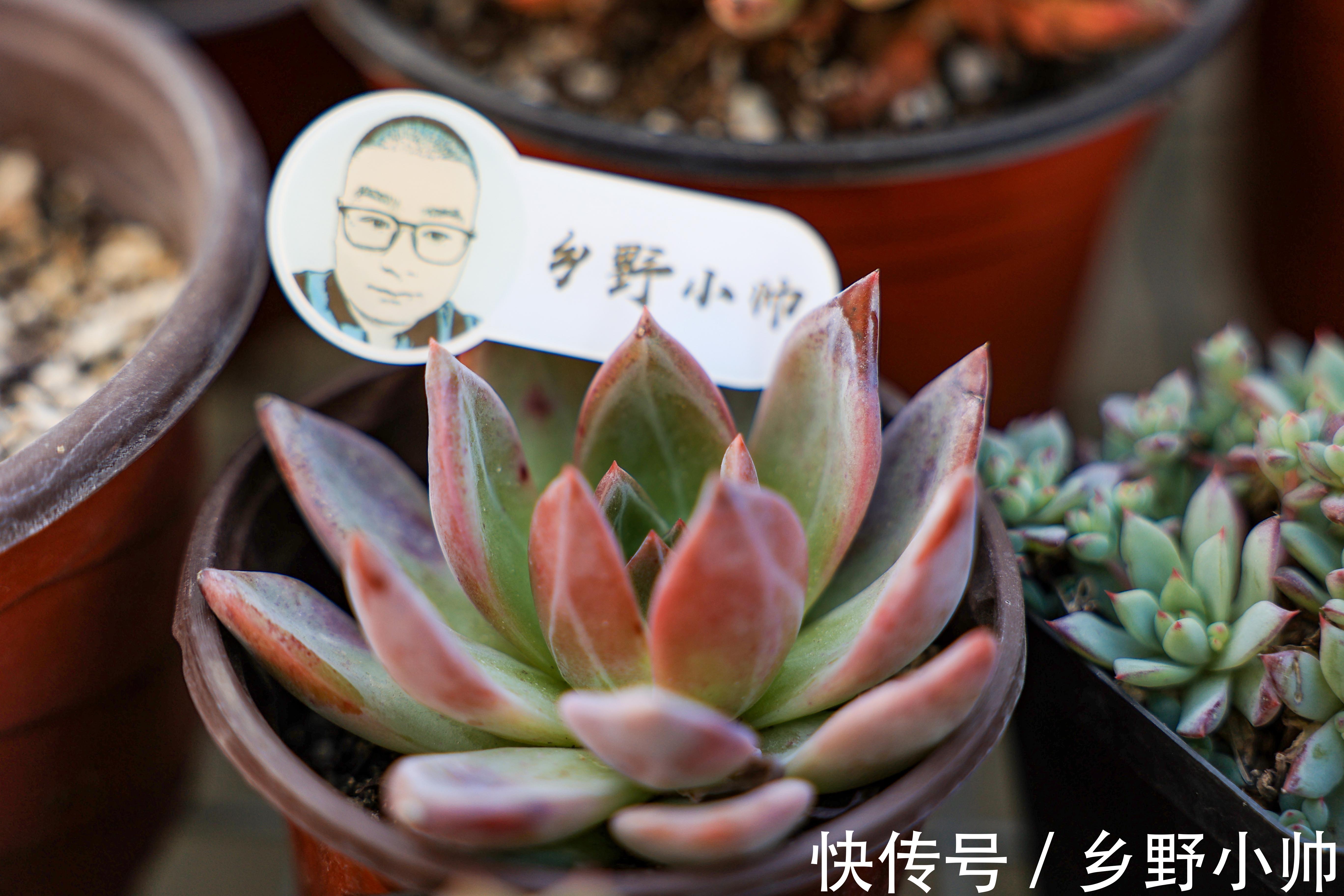 如何让多肉快速服盆？不同季节都应该怎么管理？受那些因素影响？