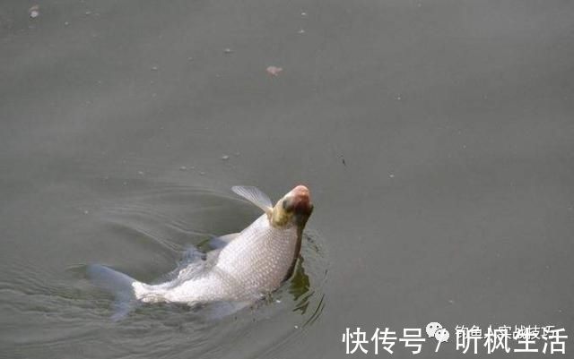 钓鱼老是空军，掌握这几个细节，新手也能爆护