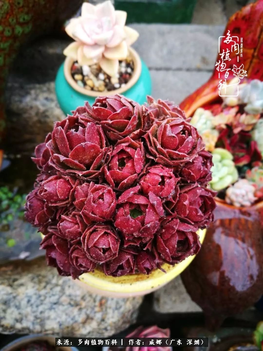 笼子里露养的多肉，越养越美！有多肉的日子伴着小确幸！