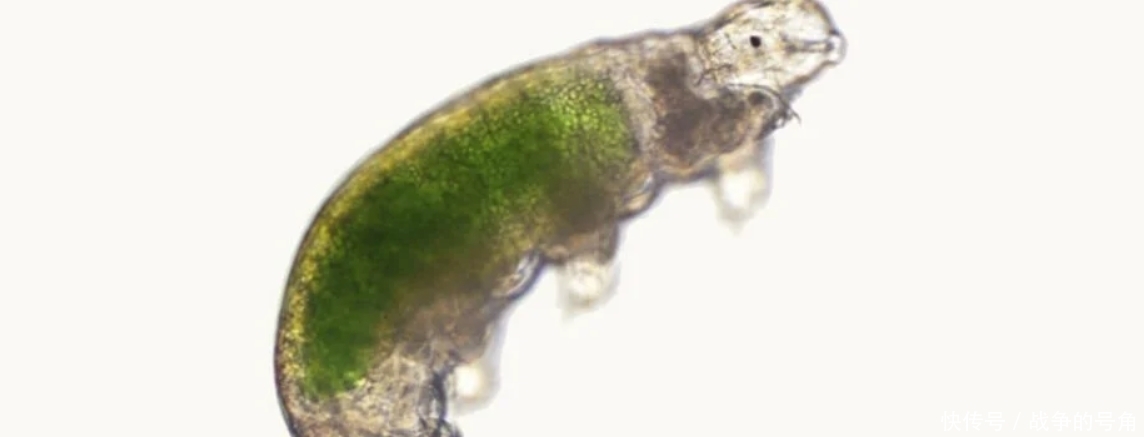 生存 “毛毛虫”要上天,用枪能否送它们去太空并且生存下来