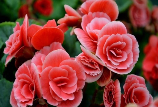 养花就养富丽多彩的，叶片翠绿晶莹剔透，花开似小玫瑰，美翻了