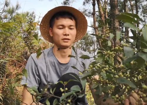 竹筒子|玩过这种野果的8090后,说明你在农村呆过,成熟果实还可以吃