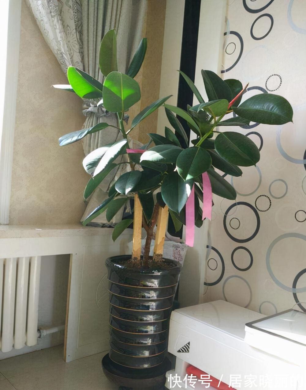 公认的“十种健康花”,建议至少养一盆,净化空气一级棒