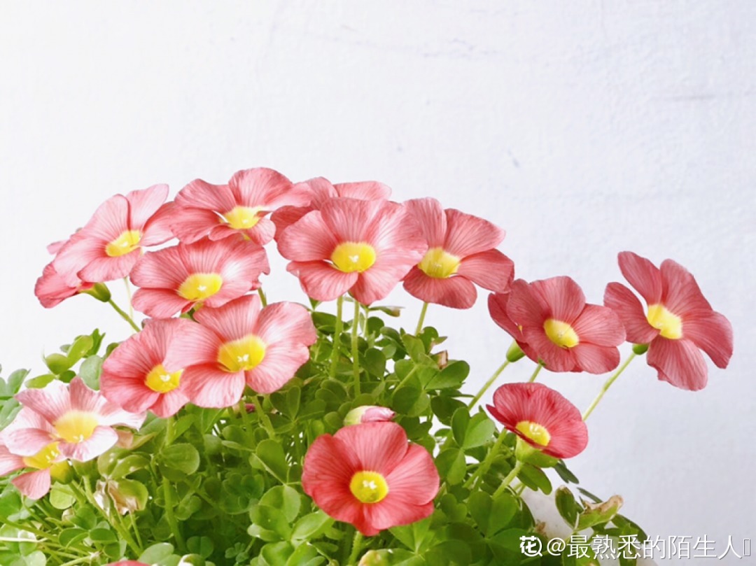 长寿花|9月后就养这些花，比绿萝好养，疯狂开花到明年！