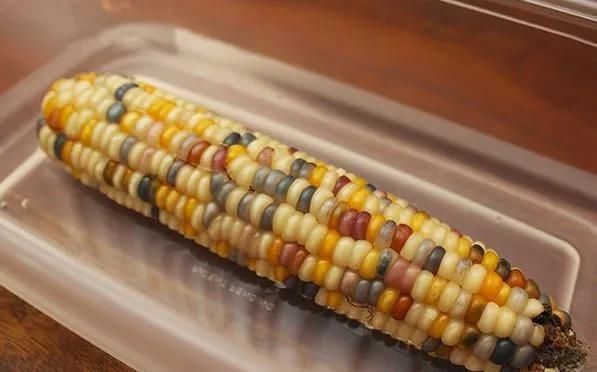 1粒花生丢水里,呼呼长成小森林,这艺术品给钱也不卖