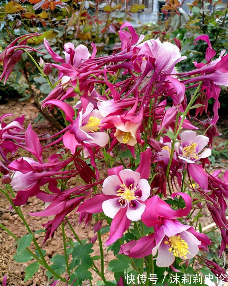 雨雪天冻不死的8种花,越冷越开花,冬天养一盆,喜庆又漂亮