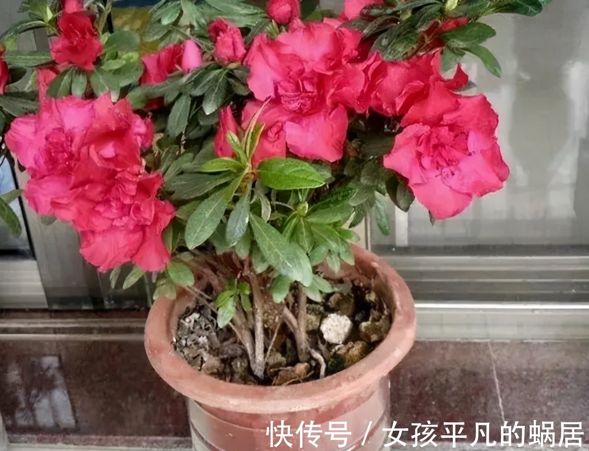 厨房里的油桶一个一个洗刷干净,拿来养花,省钱又好用