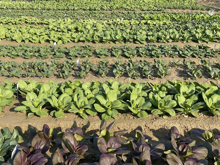 育种|青菜你爱吃菜梗,还是菜叶?默默成长20年,青菜界“紫霞仙子”揭开神秘面纱