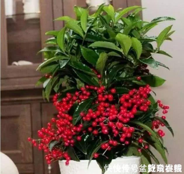 修剪|3种盆栽,再贵也要养一盆,树上挂满红果子,寓意吉祥又好养