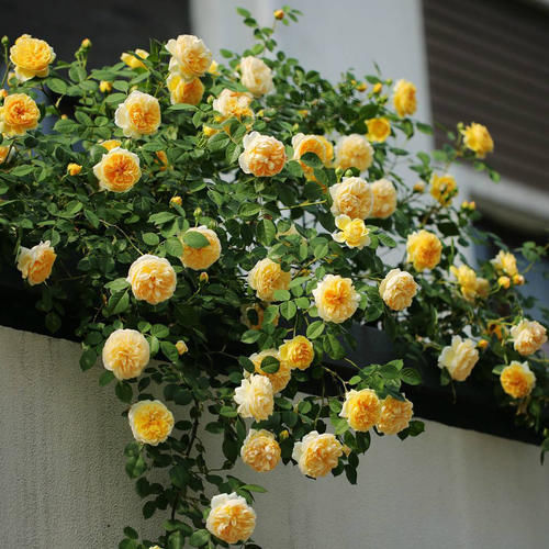花量|阳台再小,也要养1种月季,花开满枝头,全年有花赏,香味飘满屋