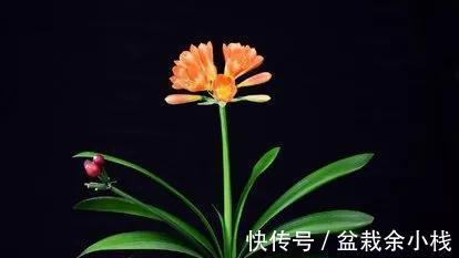 雪水|君子兰爱喝几种水,你做对了吗,来瞧一瞧吧