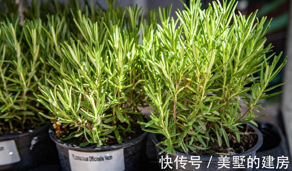 薰衣草|这些植物是蚊虫克星,夏天到了养上一盆,不用买蚊香啦