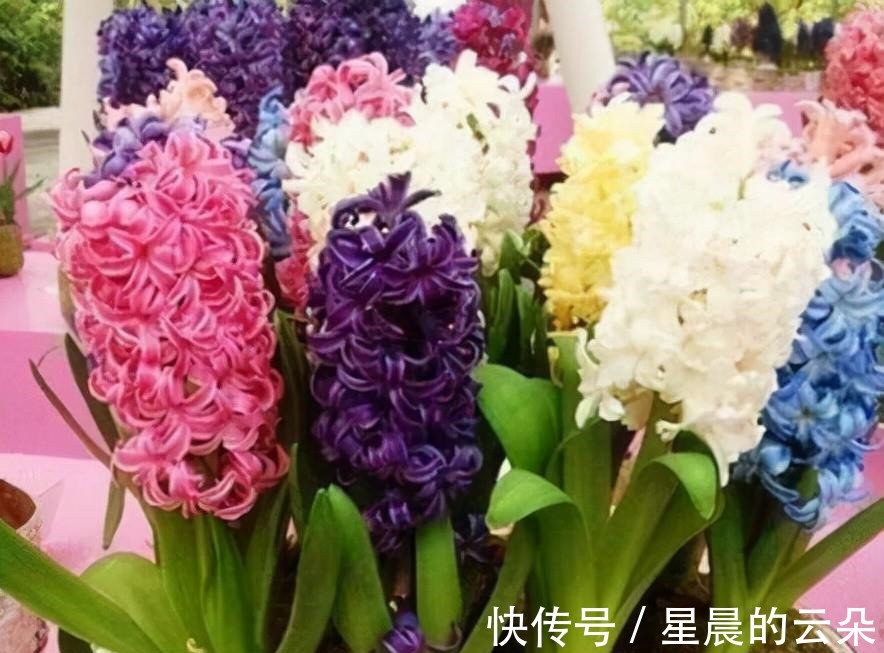 养这5种盆栽,0℃都开花,且最后一种花期超长,像假花一样