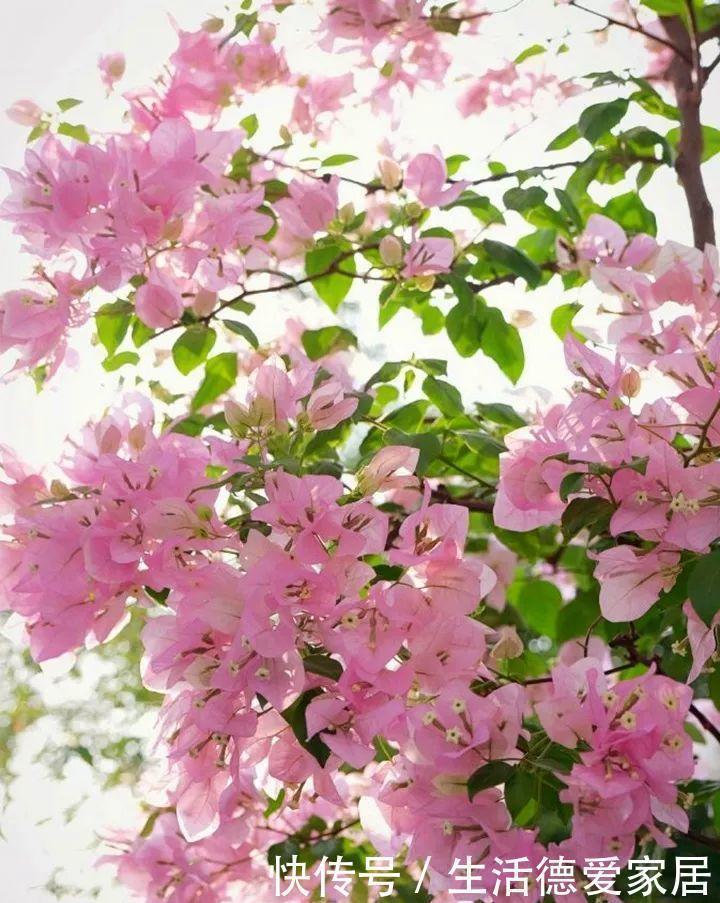 三角梅最怕“三种水”,避开不黄叶,憋出一圈苞,清香宜人小半年