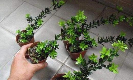 银杏树|这3款植物特适合居家盆栽,时间越久价值越高,还容易养活