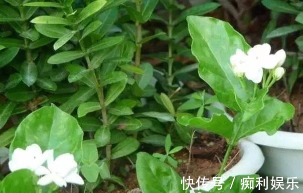 养分|养花土“硬邦邦”,加点“有机肥”,土壤松软像面包,养啥旺啥