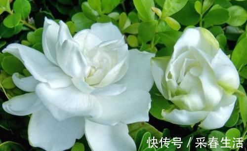 指甲花|4种漂亮花，花朵大、花期长，一年四季开花不断，一开就是300多天