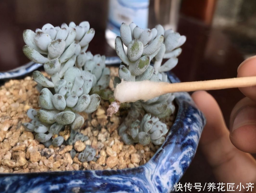 輕松|蚧殼蟲(chóng)夏季頻繁發(fā)生，教你2個(gè)方法，預(yù)防殺滅都輕松