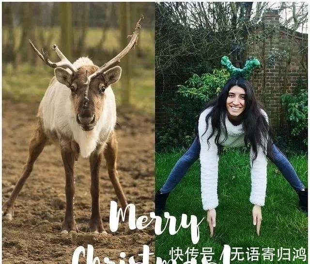 瑜伽|如果动物也“瑜伽”是什么样子?这只熊猫也太萌了