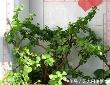 羡慕|5年前养了一盆“野草”,邻居们很羡慕,说是“金枝玉叶”