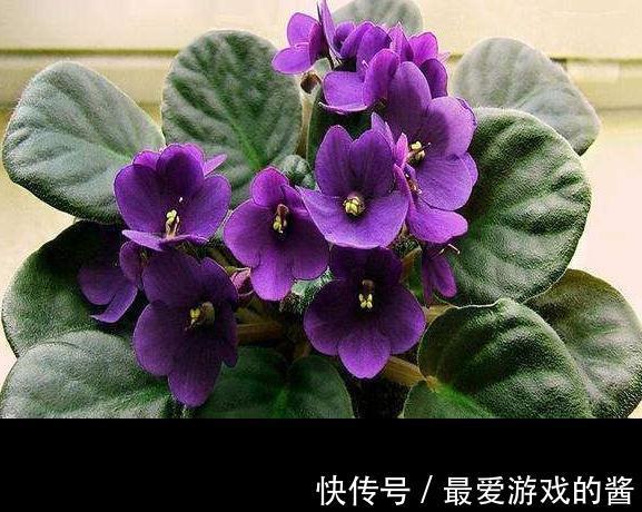 3种花扦插正合适，剪个枝扔盆里，大白根呼呼长