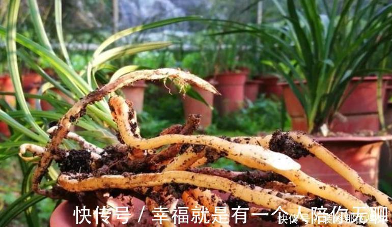 多菌灵|买到兰花难服盆？先学会上盆，再学会缓苗，服盆快发芽多！