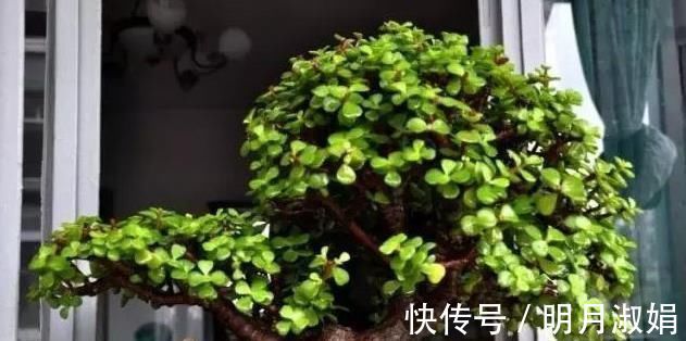 玉树|马齿苋树太廉价一根枝条，一碗汤，长成老桩，变“万元盆景”