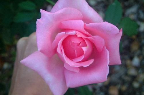  佳品|超美艳的3种花，观赏价值很高，种植容易，是盆栽佳品