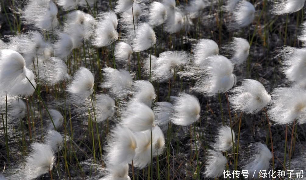 这是什么草，长得像羊胡子，比花还要美，羊胡子草有什么用？