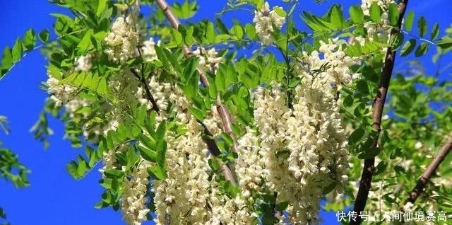 说法|俗语说:“五树进宅,人穷家败”是什么意思?指得哪五种树?